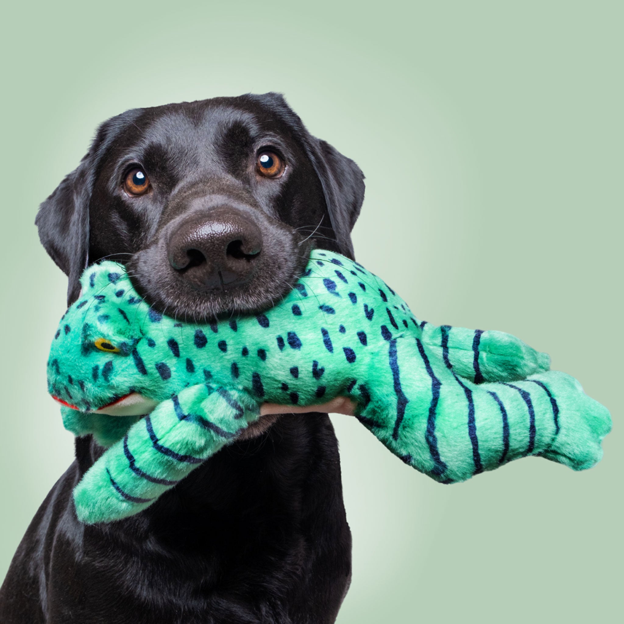 Fluff & Tuff Oliver Frog Plush Dog Toy - Durable & Cute Chew Toy for Small & Medium Dogs - Perfect for Indoor Play, Fetch & Cuddling