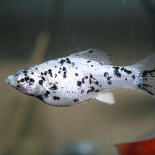 Speckled Molly Fish (Poecilia Sphenops) - Live Aquarium Fish for Freshwater Tanks & Community Aquariums