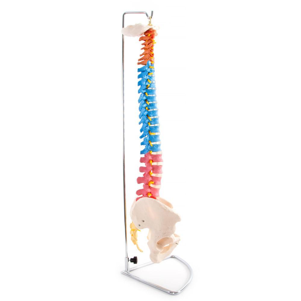 66Fit Anatomical Flexible Vertebral Column with Pelvis - Color-Coded Human Spine Model for Medical Study, Chiropractic Training & Physical Therapy Education | Perfect for Classroom, Clinic & Home Learning