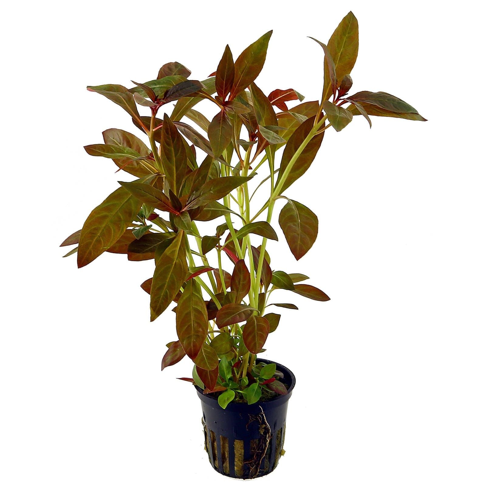 Ludwigia Glandulosa Aquatic Plant - Live Aquarium Plant for Fish Tank Decor (Potted) | Perfect for Freshwater Aquascaping & Shrimp Tanks