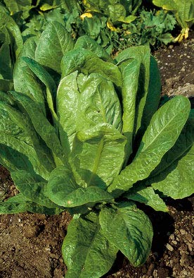 Salerno Seeds Romaine Lettuce Lattuga Bionda Ortolani 4g - Non-GMO Italian Heirloom Seeds for Fresh Salads & Home Gardening