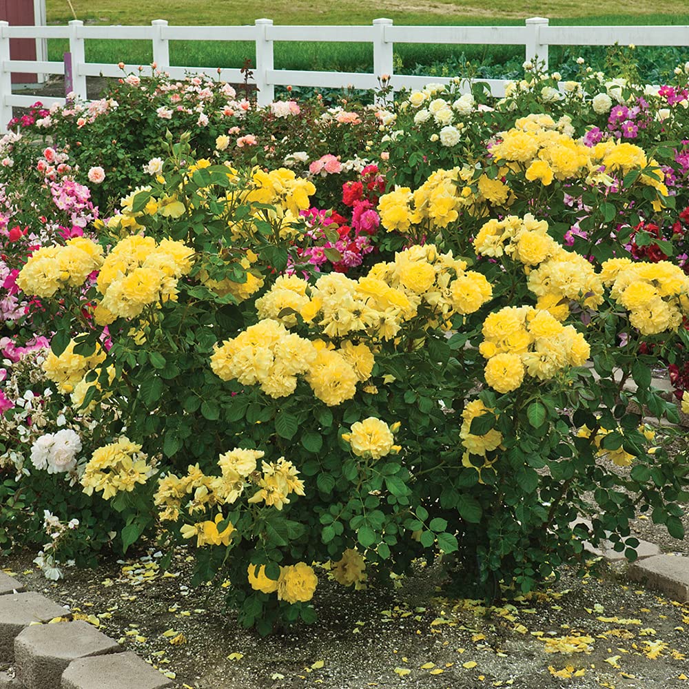 Sparkle & Shine™ Yellow Floribunda Rose Bush - Heirloom Roses Live Plant for Outdoor Garden Planting | Perfect for Landscaping, Borders & Cut Flower Arrangements