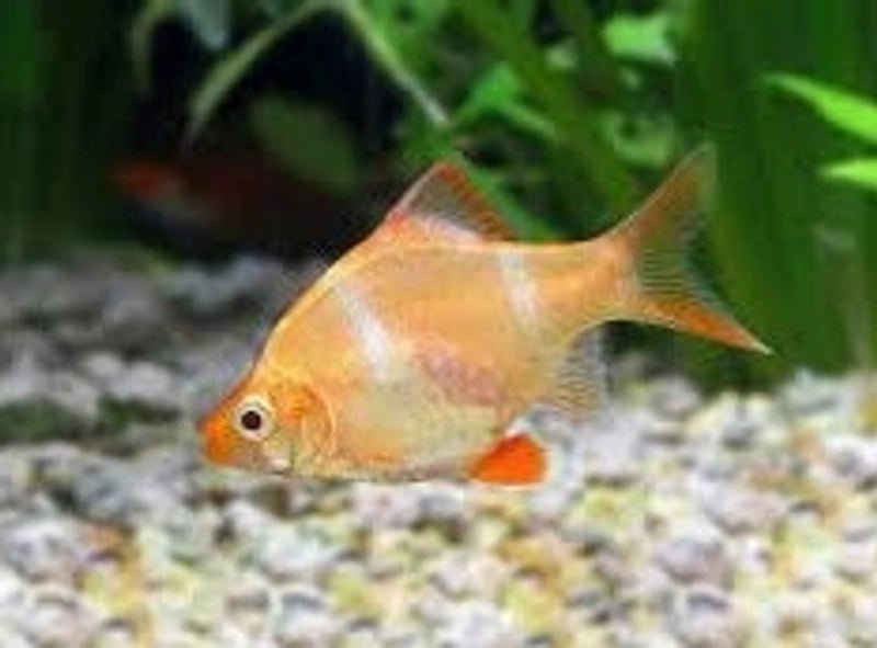 Albino Tiger Barb Fish - Freshwater Aquarium Fish for Tropical Tanks, Community Aquariums & Planted Tanks - Peaceful Schooling Fish for Beginners