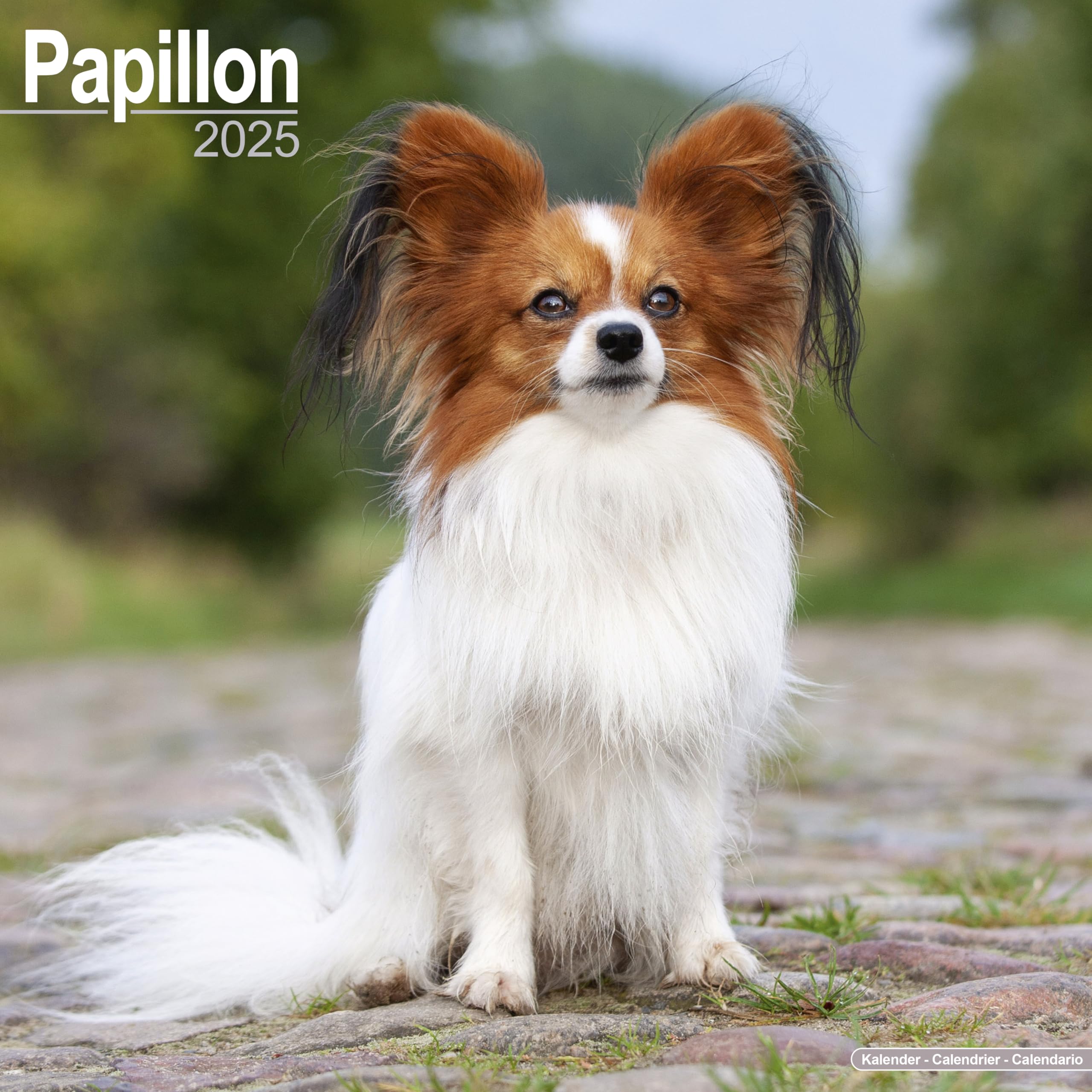2025 Papillon Dog Breed Wall Calendar | 16-Month Square Pet Calendar for Home & Office Decor | Perfect Gift for Dog Lovers