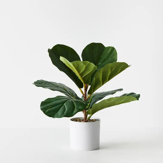 Fiddle Leaf Fig Tree - Indoor House Plant for Home Decor, Office & Living Room - Easy Care Houseplant for Beginners