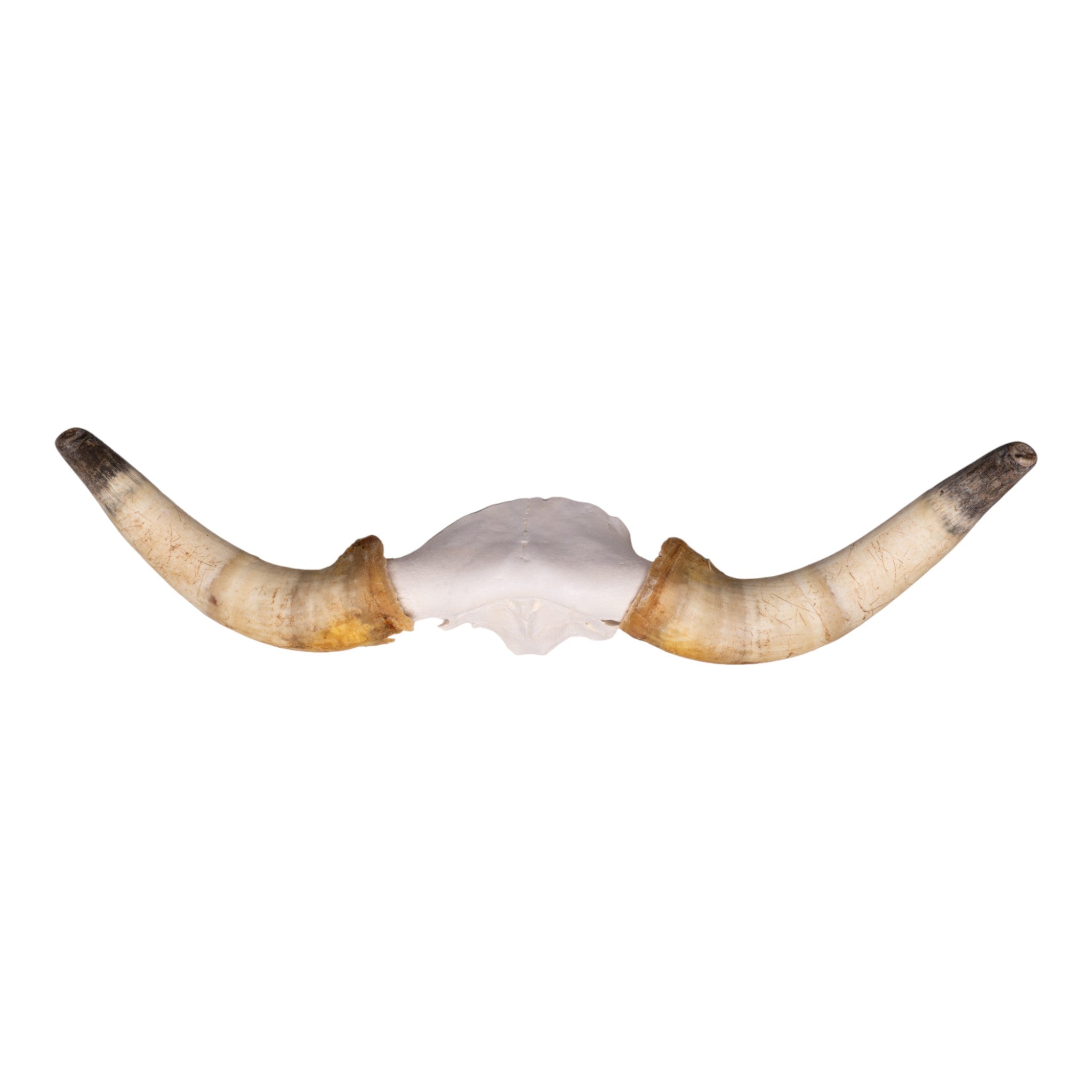 Authentic Longhorn Skull Wall Decor | Western Cowboy Home Decor | Perfect for Ranch, Cabin, or Man Cave Decorating