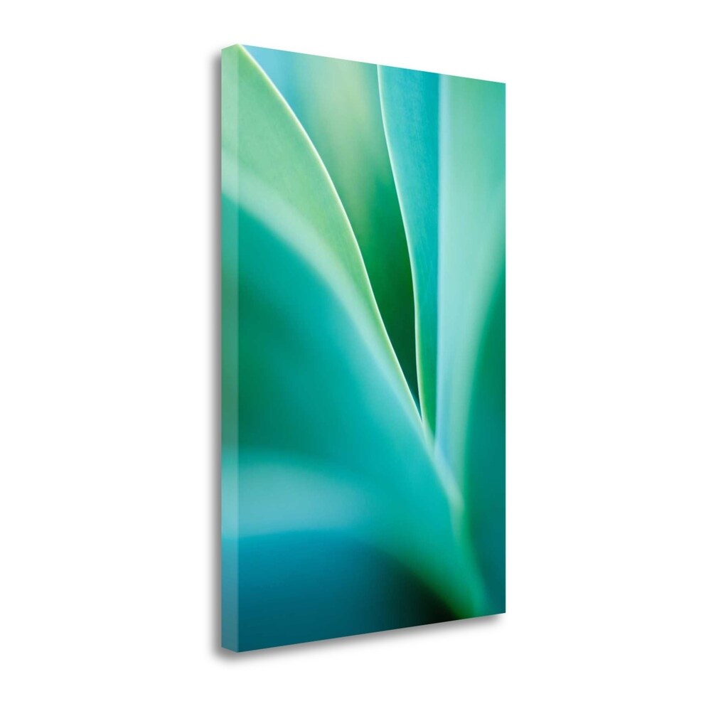 Agave 4 By Jonathan Nourok - Premium Fine Art Giclee Print on Gallery Wrap Canvas - Ready to Hang Wall Art - Perfect for Living Room, Bedroom & Office Decor