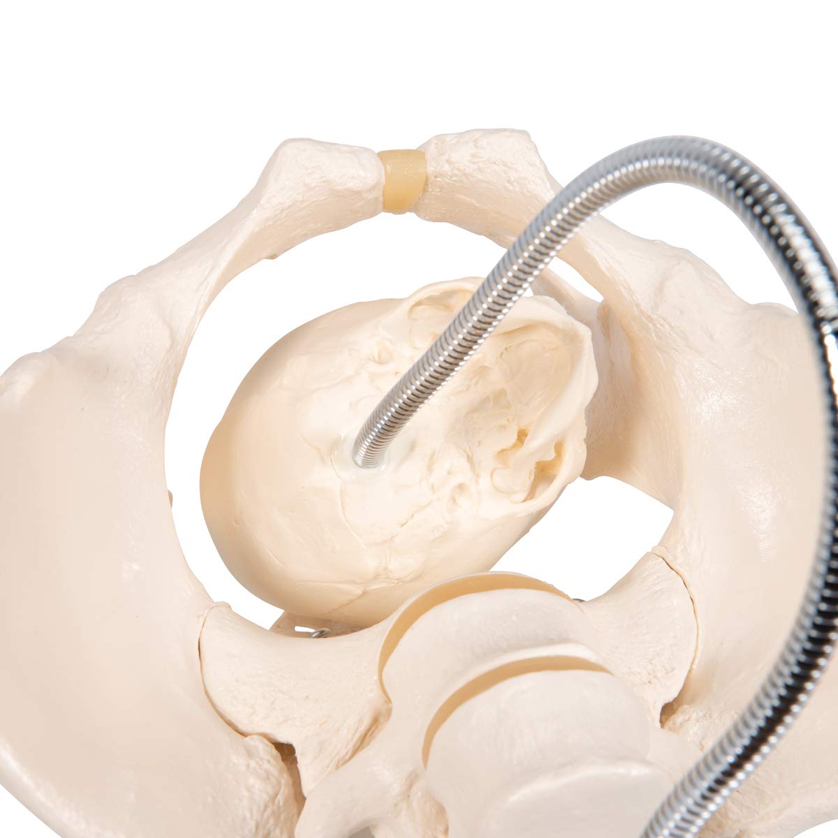 3B Scientific L30 Childbirth Demonstration Pelvis Model - 3B Smart Anatomy | Medical Teaching Tool for Obstetrics & Midwifery Training | Perfect for Classroom, Hospital, and Clinical Education