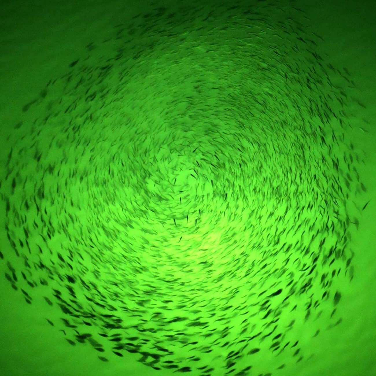 8-Pack Green Underwater LED Fishing Lights - 4.73 Inch Deep Drop Waterproof Flashing Bait Lure Lamps for Night Fishing, Crabbing & Shrimping | Attracts Fish in Lakes, Rivers & Ocean