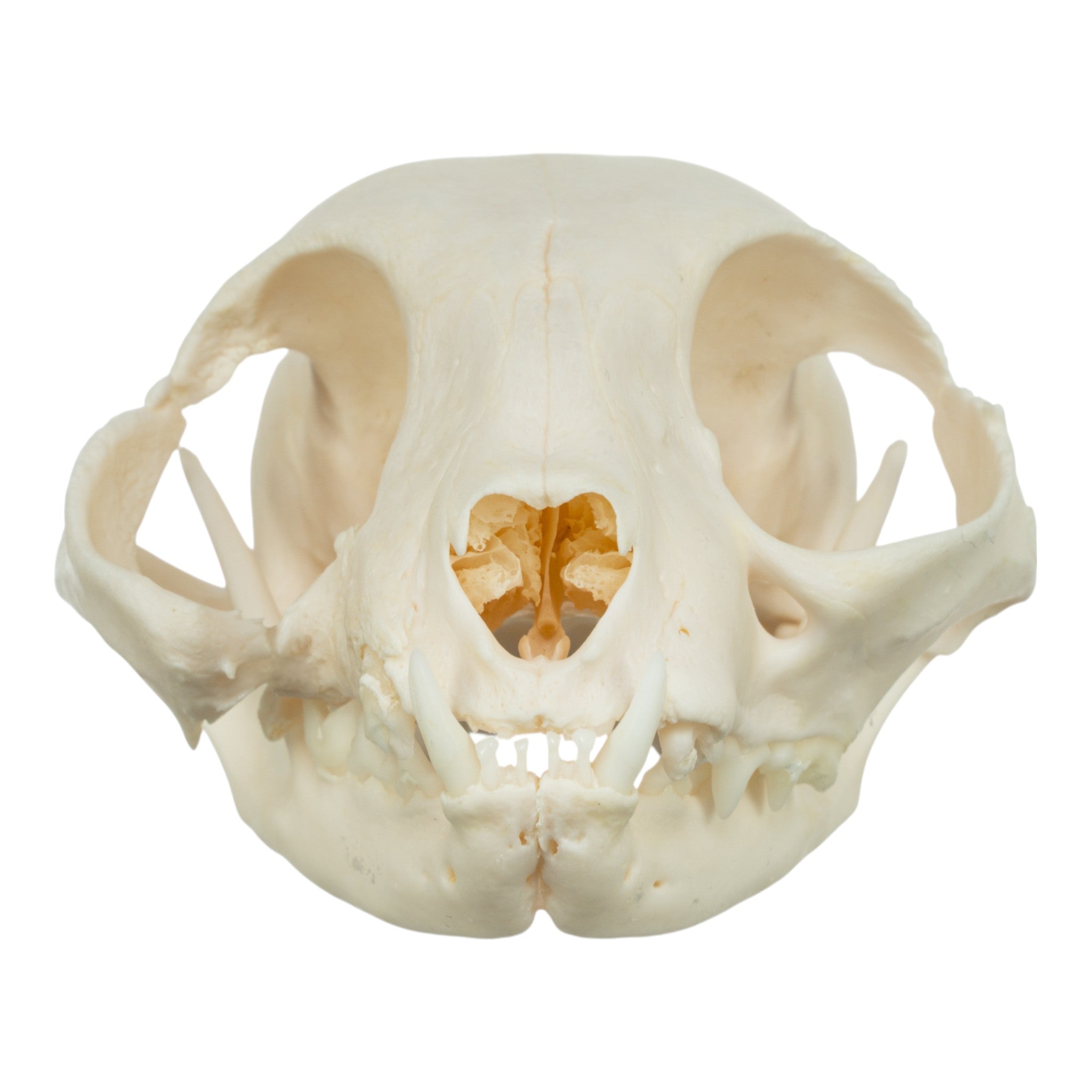 Authentic Domestic Cat Skull Specimen - Veterinary Pathology Study, Animal Anatomy Display & Halloween Decor