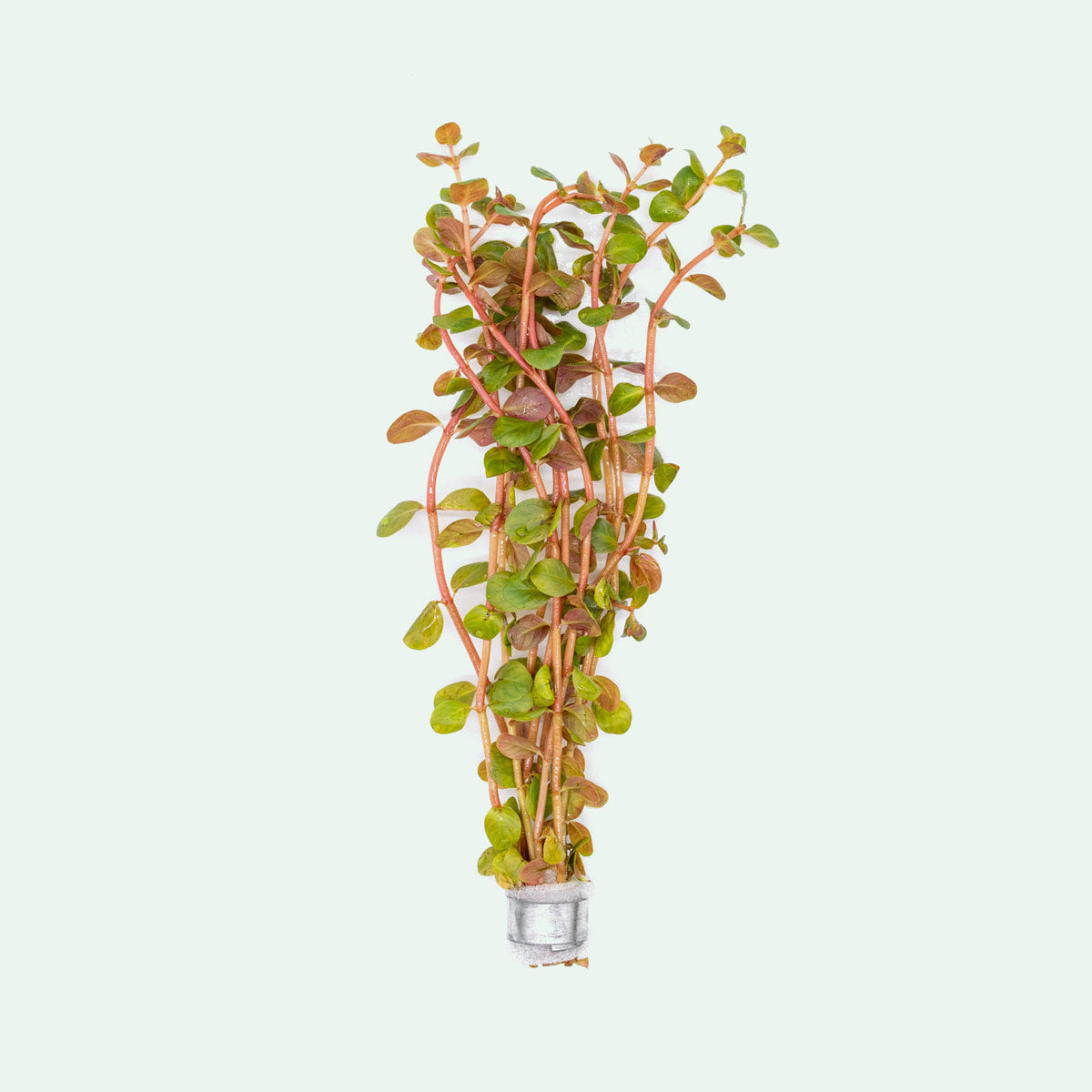 Rotala H'ra Live Aquarium Plant - Perfect for Freshwater Fish Tanks, Aquascaping & Nano Tanks