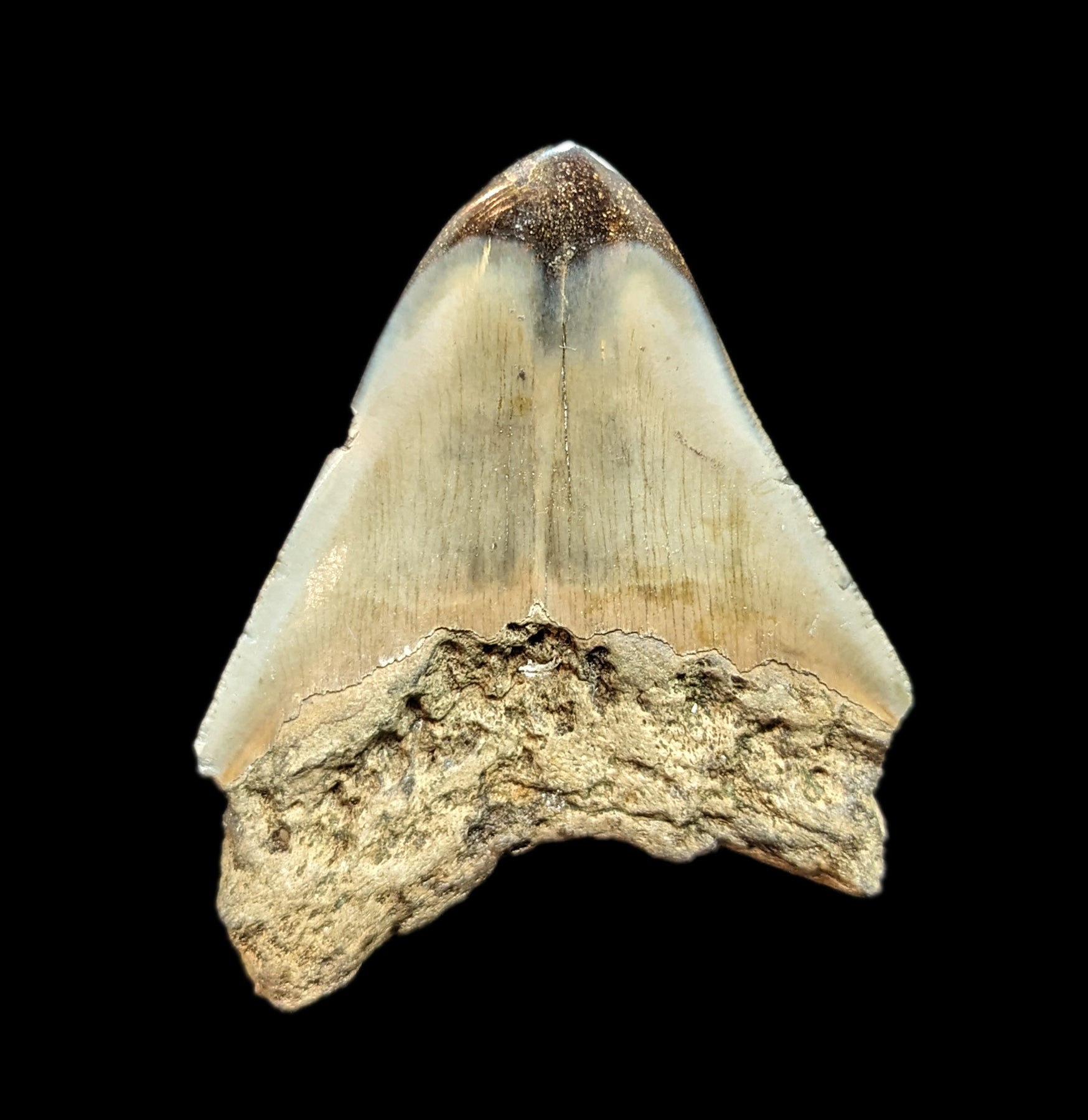Authentic Megalodon Shark Tooth Fossil #48 - Rare Collectible Specimen for Paleontology Enthusiasts & Home Decor Display