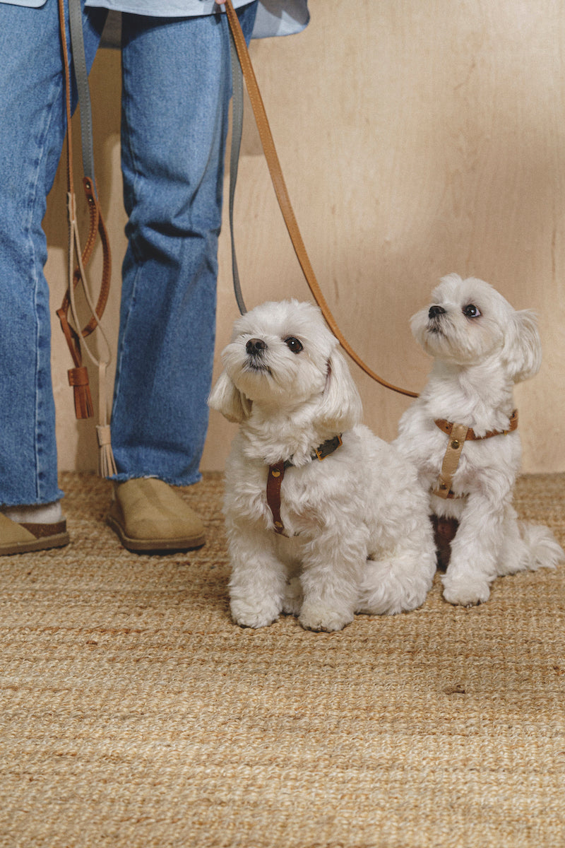 Walkony Pony Harness - Ginger & Beige Color - Perfect for Equestrian Training, Riding, and Horse Shows