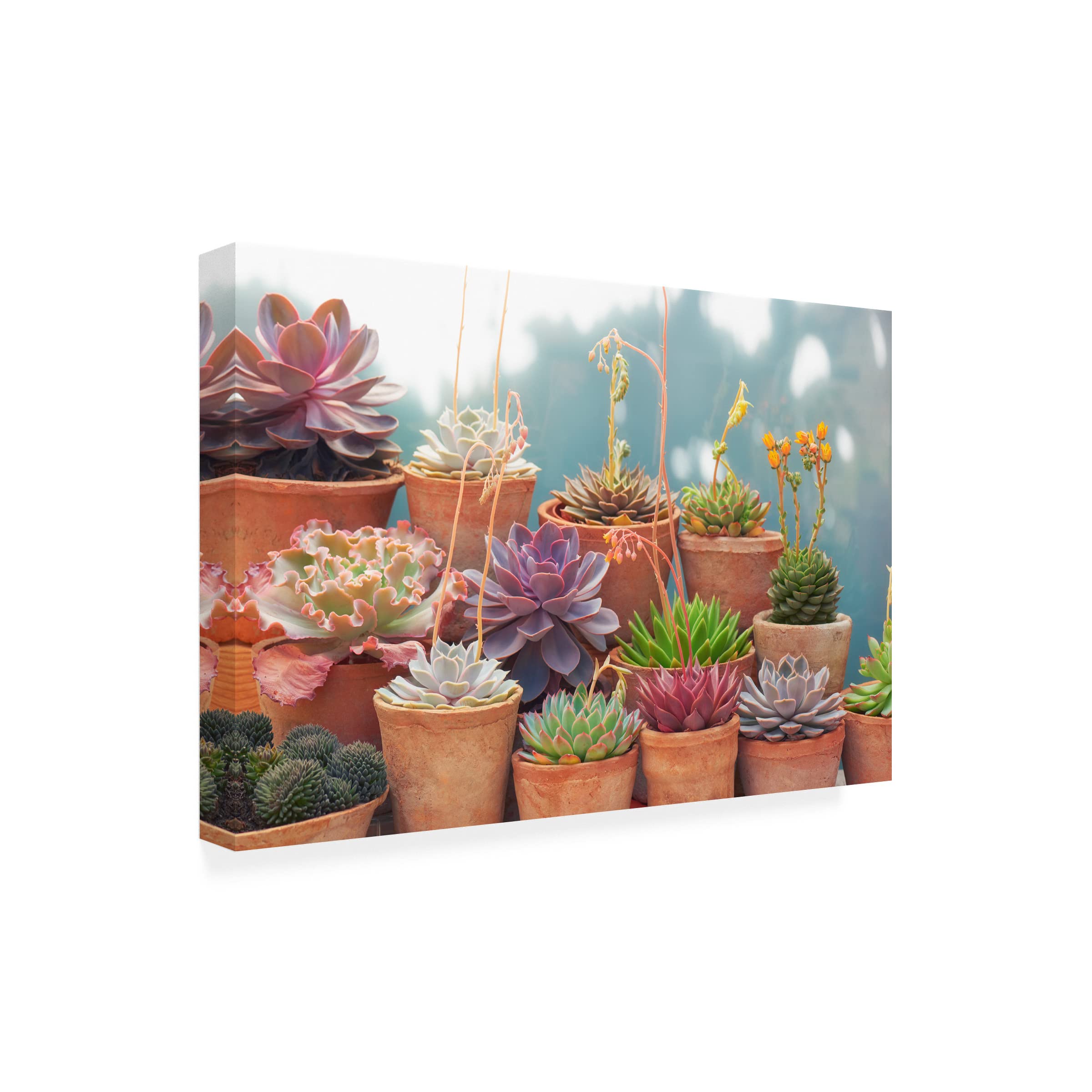 Trademark Fine Art 'Succulents in Terracotta Pots II' Canvas Wall Art by Cora Niele - Perfect for Home Decor, Office & Living Room