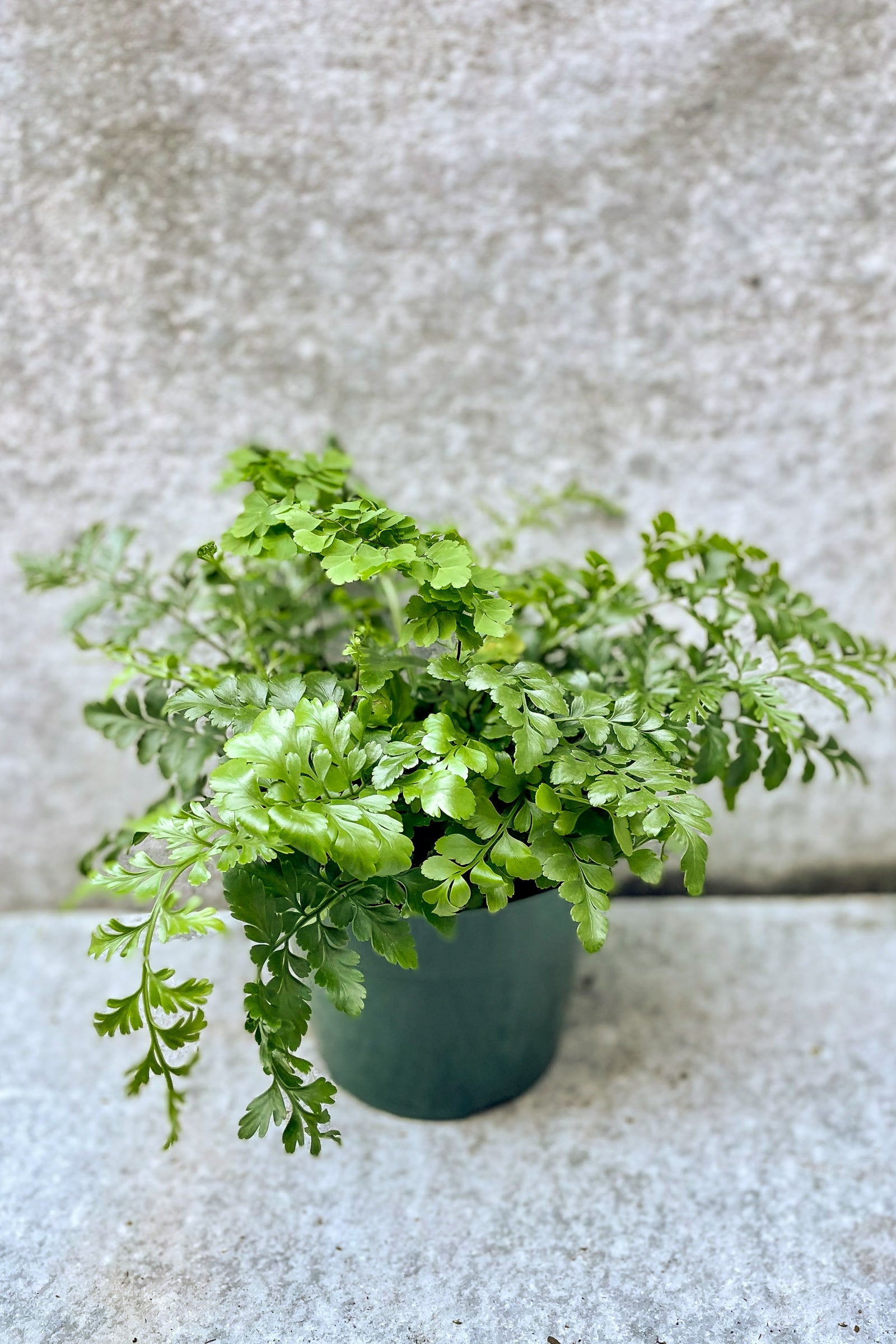 Asplenium 'Austral Gem' Fern - 6