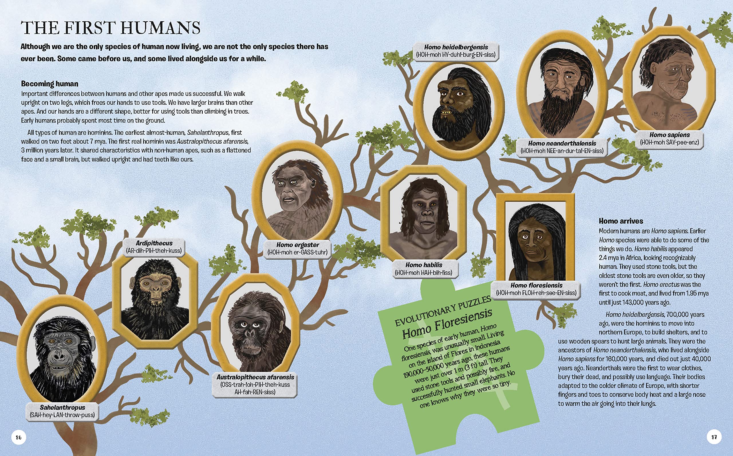 The Story of Humans: From Prehistory to Modern Times - Complete History Book for Adults & Students | Perfect for History Buffs, Classroom Learning & Gift Giving