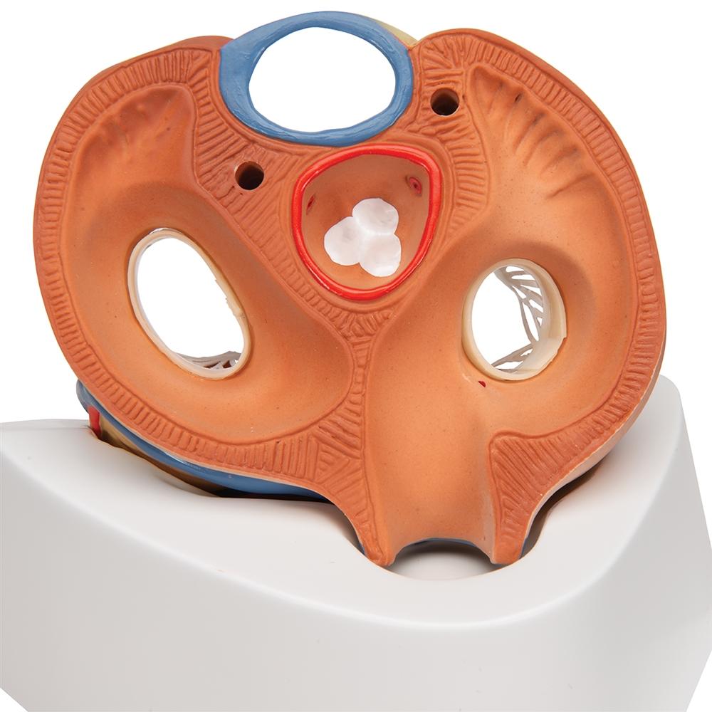 7-Part Human Heart Anatomy Model - Detailed Educational Tool for Medical Students & Biology Classrooms | Perfect for Study, Teaching & Science Demonstrations