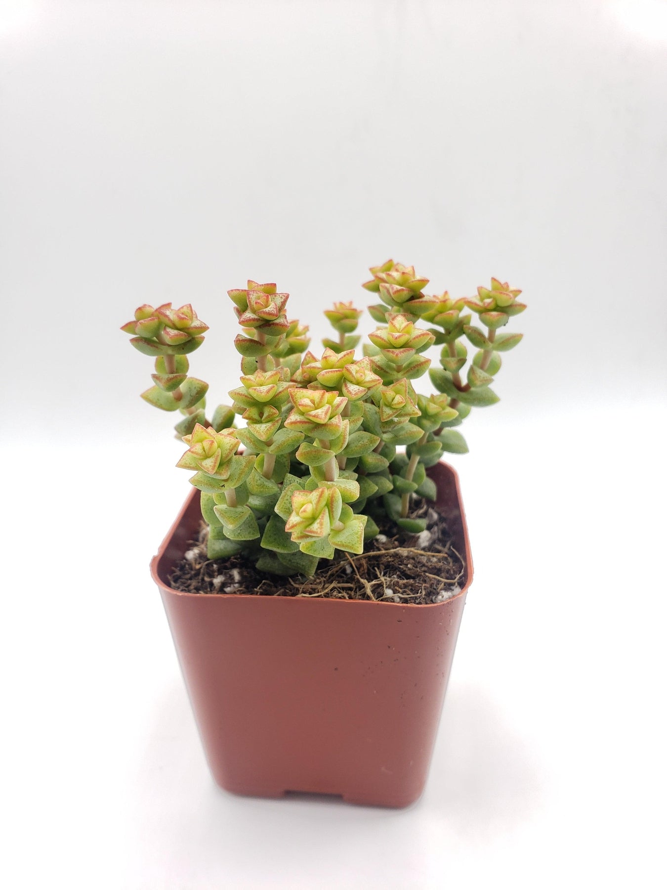 Crassula Tom's Thumb Succulent Plant - Rare Mini Jade for Home & Office Decor, Terrariums, and Succulent Gardens