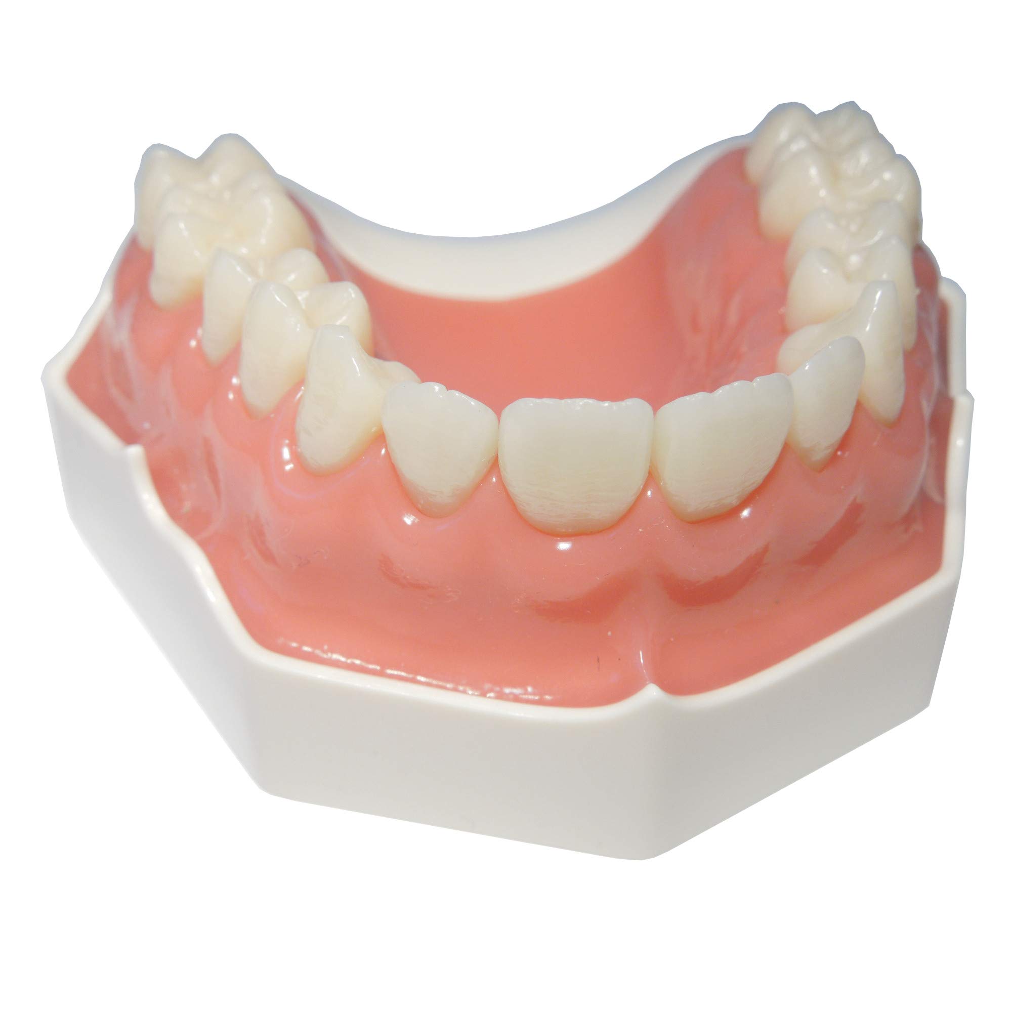 Flex Upper Jaw Denture with 14 Removable Ivorine Teeth & Soft Gingiva - Comfortable Dental Prosthesis for Eating, Speaking & Smiling Naturally