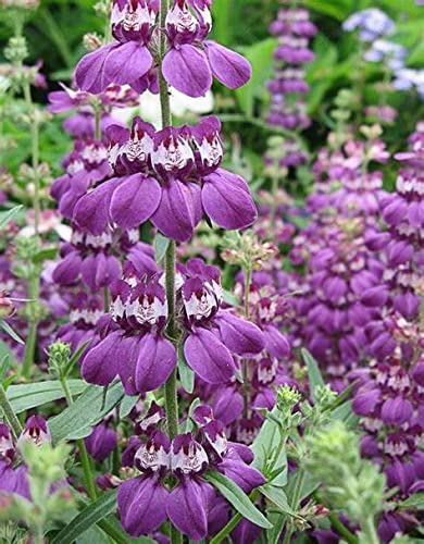 1000 Count Chinese Houses Flower Seeds - Cool Beans N Sprouts Brand for Home Gardening | Perfect for Indoor & Outdoor Planting, Landscaping, and DIY Garden Projects