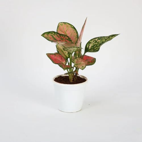 Aglaonema Pink Beauty Live Plant - Chinese Evergreen Indoor Houseplant for Home & Office Decor - Perfect for Living Room, Bedroom, or Desk Plant