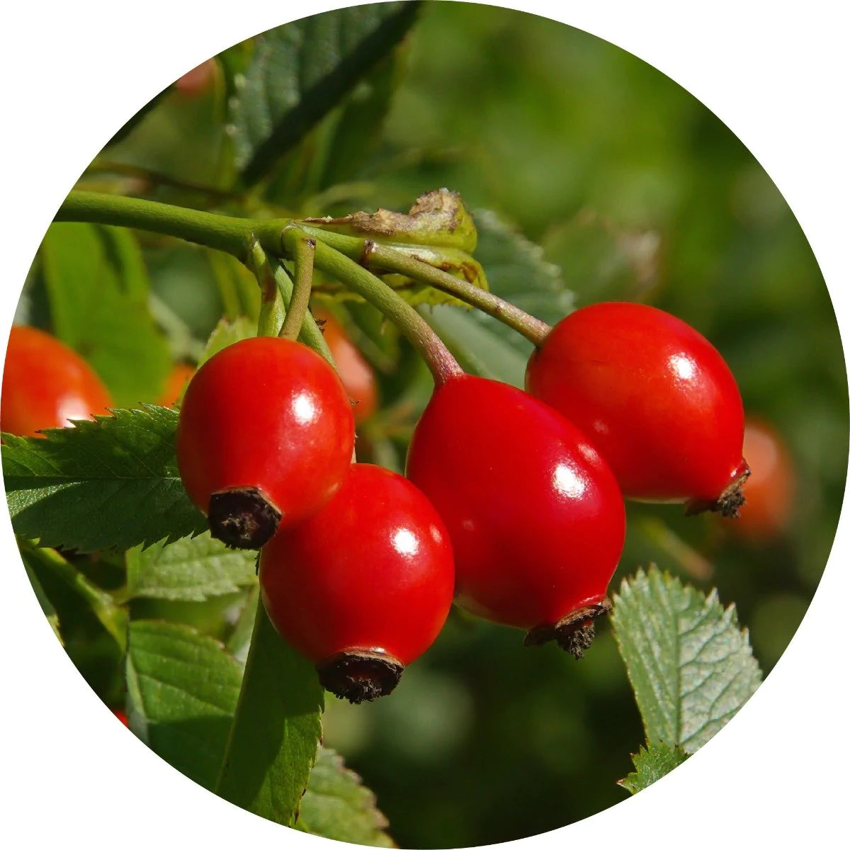 Organic Wild Rosehips Carrier Oil for Skin & Hair Care - Cold Pressed, 100% Pure, Natural Moisturizer - Perfect for Aromatherapy, Massage & DIY Beauty Products
