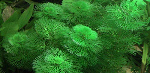 Premium Heavy Torch Green Cabomba Carolina (6-10 inches) | Live Aquarium Plants for Fish Tank Decorations | Freshwater Aquatic Plants for Betta Fish & Planted Tanks | Indoor Terrarium House Plants | Perfect for Aquascaping, Home Office Decor & Zen Water Gardens