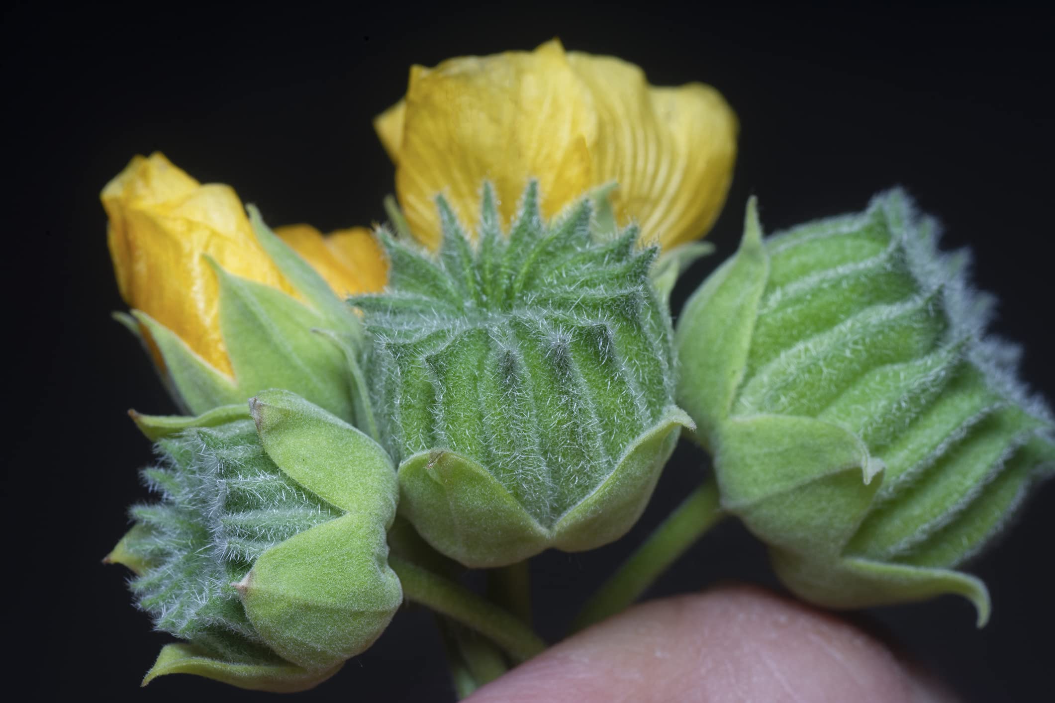 Velvetleaf Plant Seeds (Abutilon Theophrasti) - 50 Premium Button Bush Seeds for Planting - Perfect for Home Gardens, Landscaping & DIY Projects