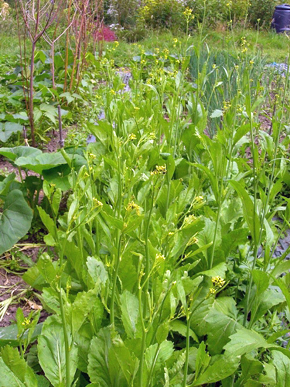 Non-GMO Heirloom Mustard Greens Seeds - Old Fashioned Green Variety - Pack of 100 Seeds for Home Gardening & Organic Farming