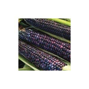 Hopi Blue Corn Seeds - Heirloom Ornamental Vegetable Seeds by Seed Kingdom (1 Lb Bulk Pack) - Perfect for Home Gardening, Decorative Landscaping & Traditional Cooking