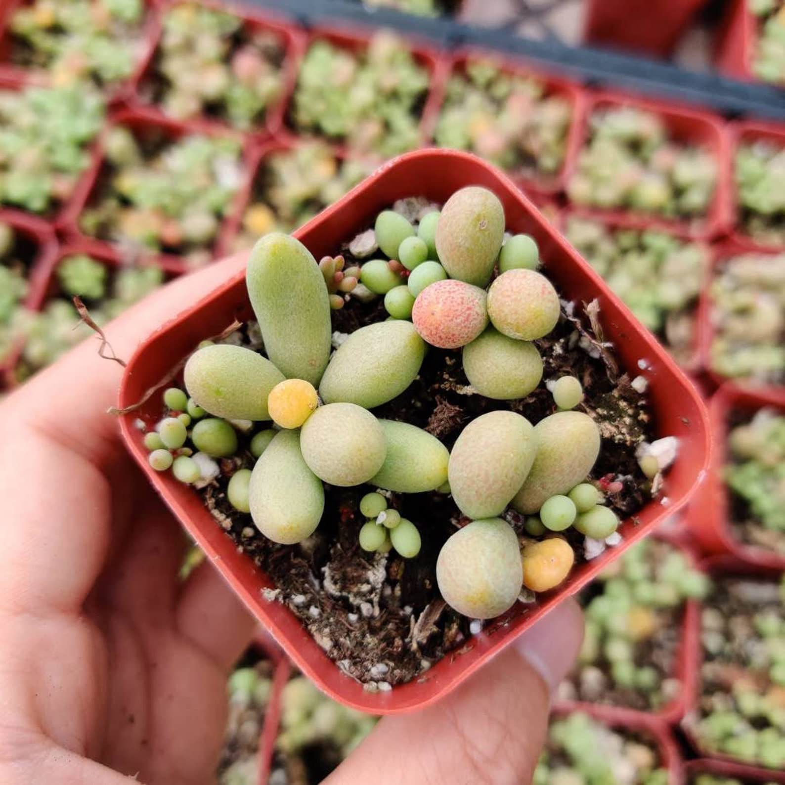 Live Succulent Plants - Tylecodon Schaeferianus in 2 Inch Pot | Drought-Tolerant Indoor/Outdoor Houseplant for Home Decor, Office Desk & Garden
