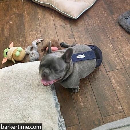 Denim on Black Dog Diaper Overall for Large Dogs - XL Size No Tail Hole - Made in USA - Perfect for House Training & Pet Fashion