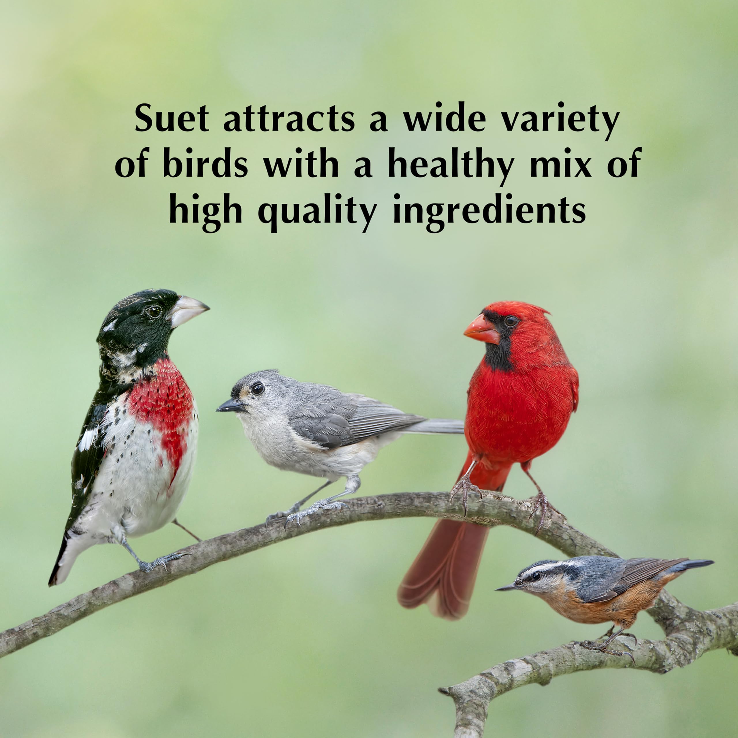 C&S Peanut Delight No Melt Suet Dough Log - 1 Pound Ready-to-Use Bird Food for Wild Birds, Woodpeckers & Cardinals - Perfect for Backyard Feeders & Winter Bird Feeding