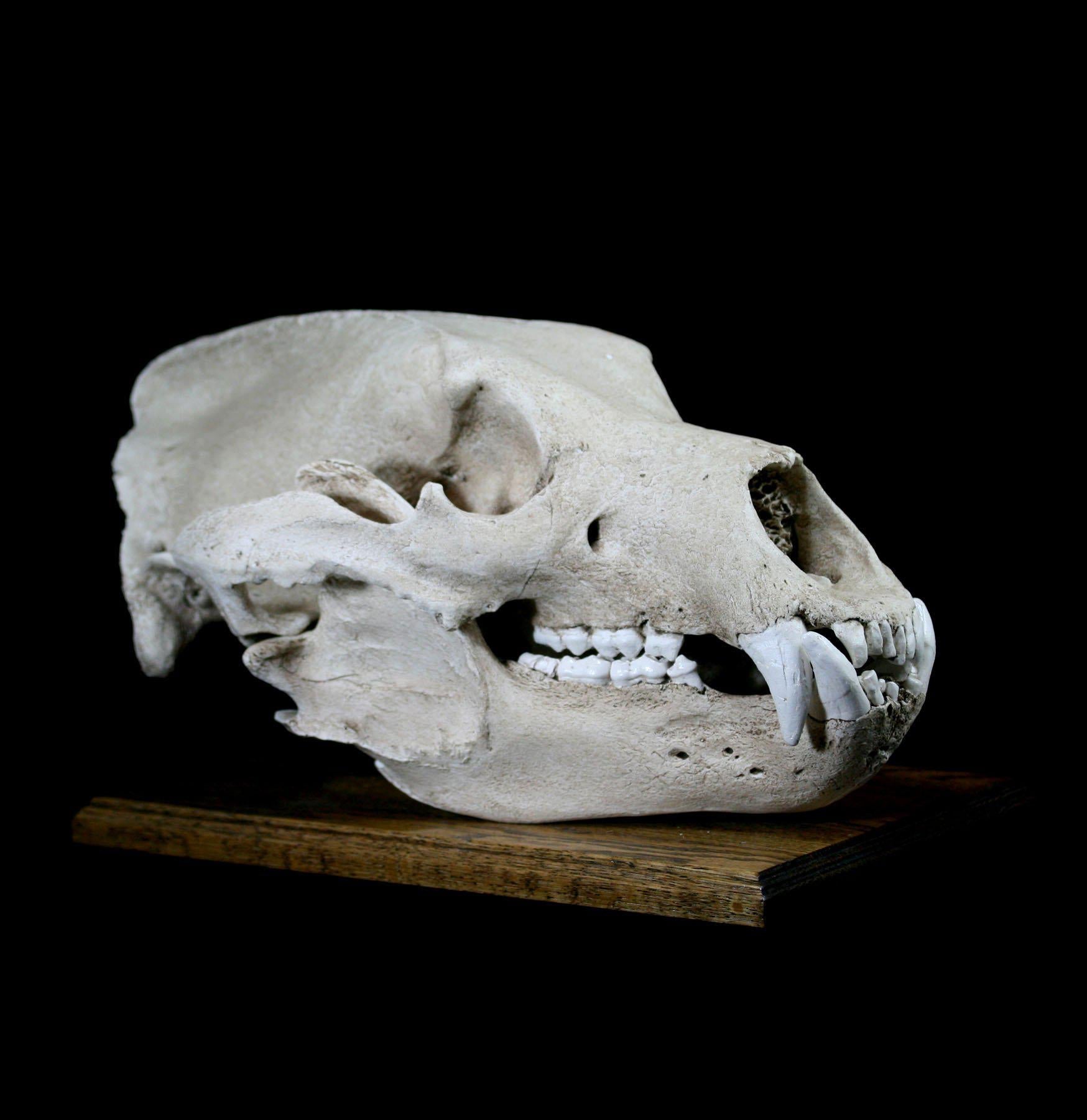 Authentic Grizzly Bear Skull Replica with Display Stand - Lifelike Taxidermy Decor for Home, Office, or Hunting Lodge - Perfect for Halloween, Cabin Decor, and Wildlife Enthusiasts
