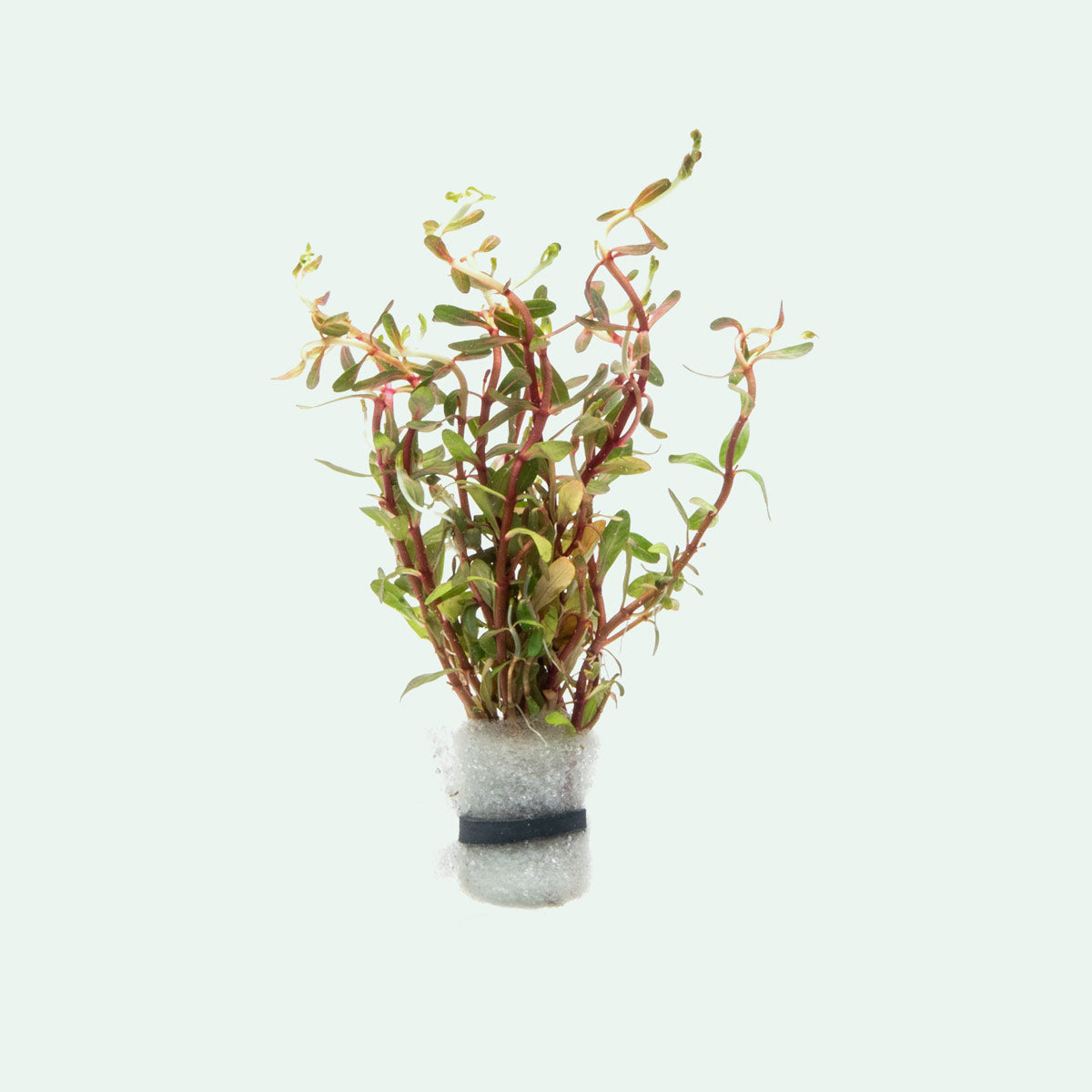 Cuphea Anagalloidea - Beautiful Purple Flowering Plant for Garden Landscaping & Outdoor Decor | Perfect for Borders, Containers & Pollinator Gardens