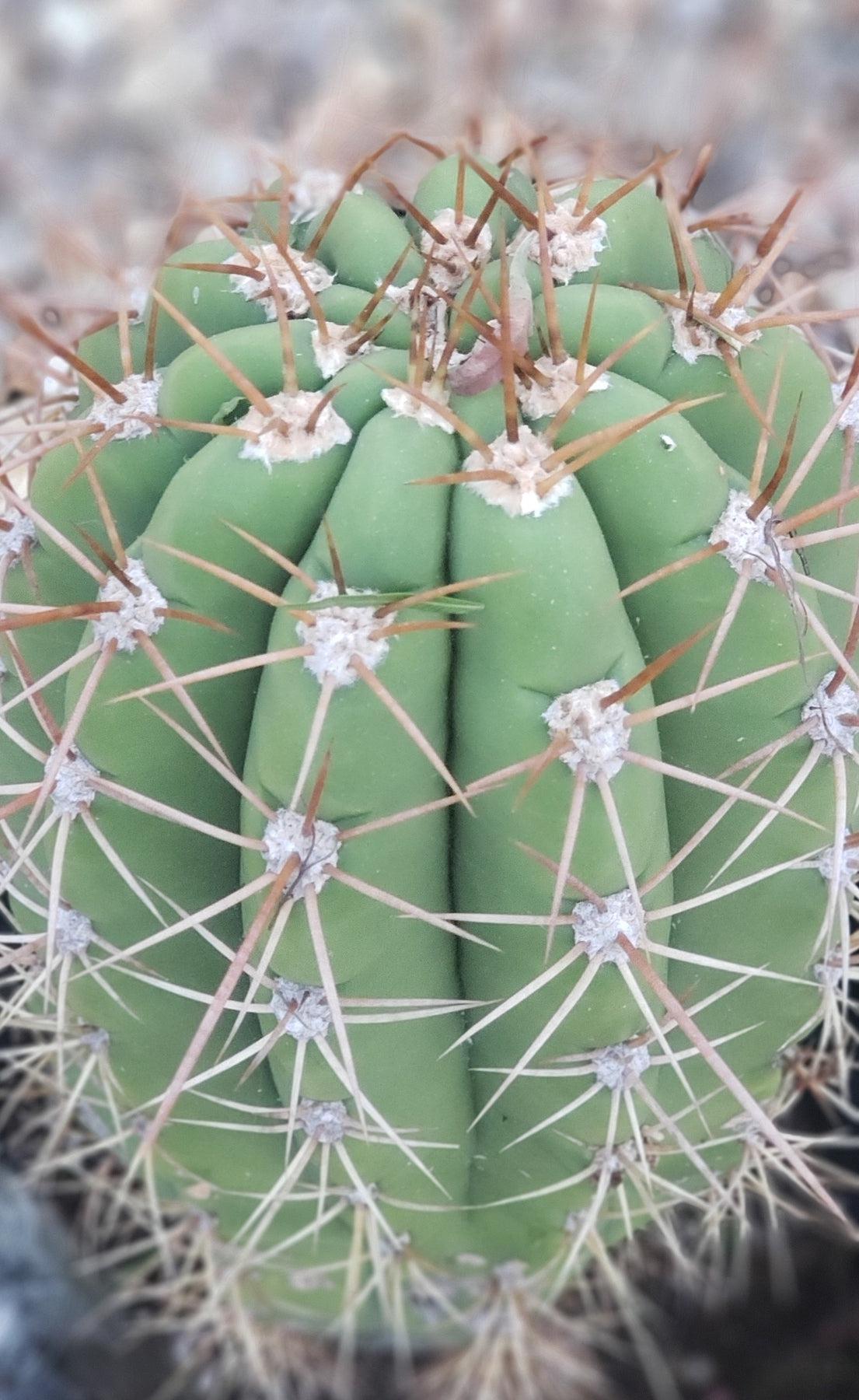 Exact Trichocereus Terschekii Cactus - 14 Inch Rare Desert Plant for Home Decor & Garden Landscaping