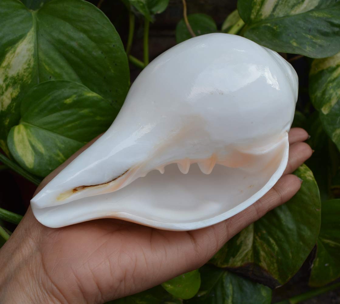 Authentic Pooja Shankha Conch Shell - Sacred Hindu Ritual Instrument for Prayer & Meditation | Perfect for Puja, Yoga & Spiritual Ceremonies