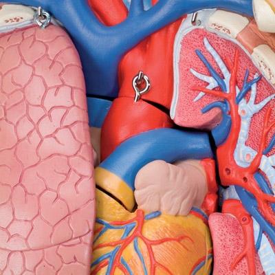 Unisex Anatomical Torso Model with Half Skull Head - 12-Piece Detachable Human Body Anatomy for Medical Students & Artists | Perfect for Classroom Study, Art Reference & Science Education