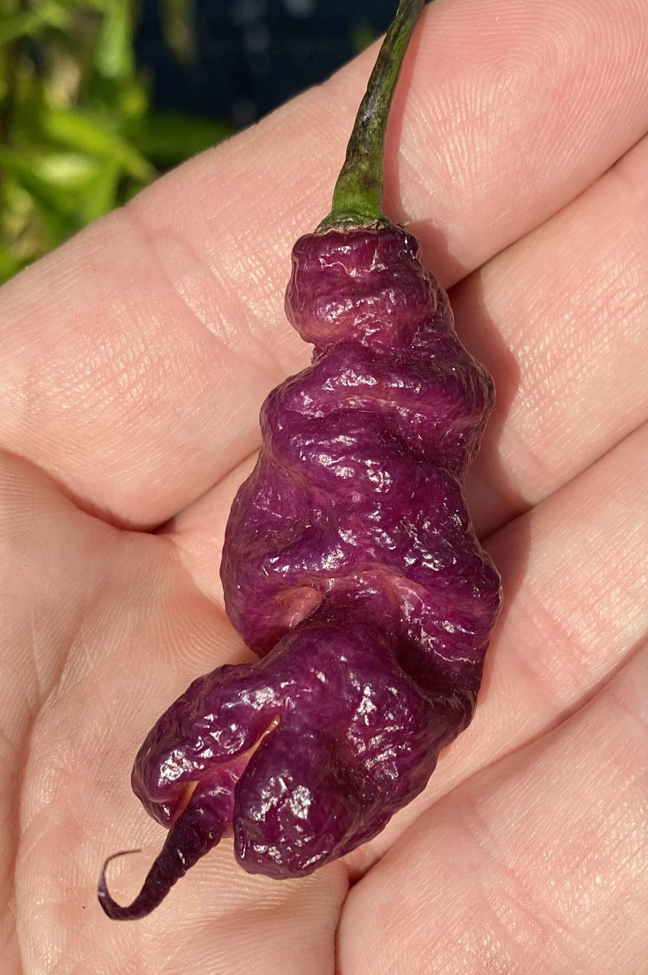 Premium Pink Tiger x Carolina Reaper Hybrid Seeds - World's Hottest Pepper for Planting - Home Garden & Spicy Cooking Use
