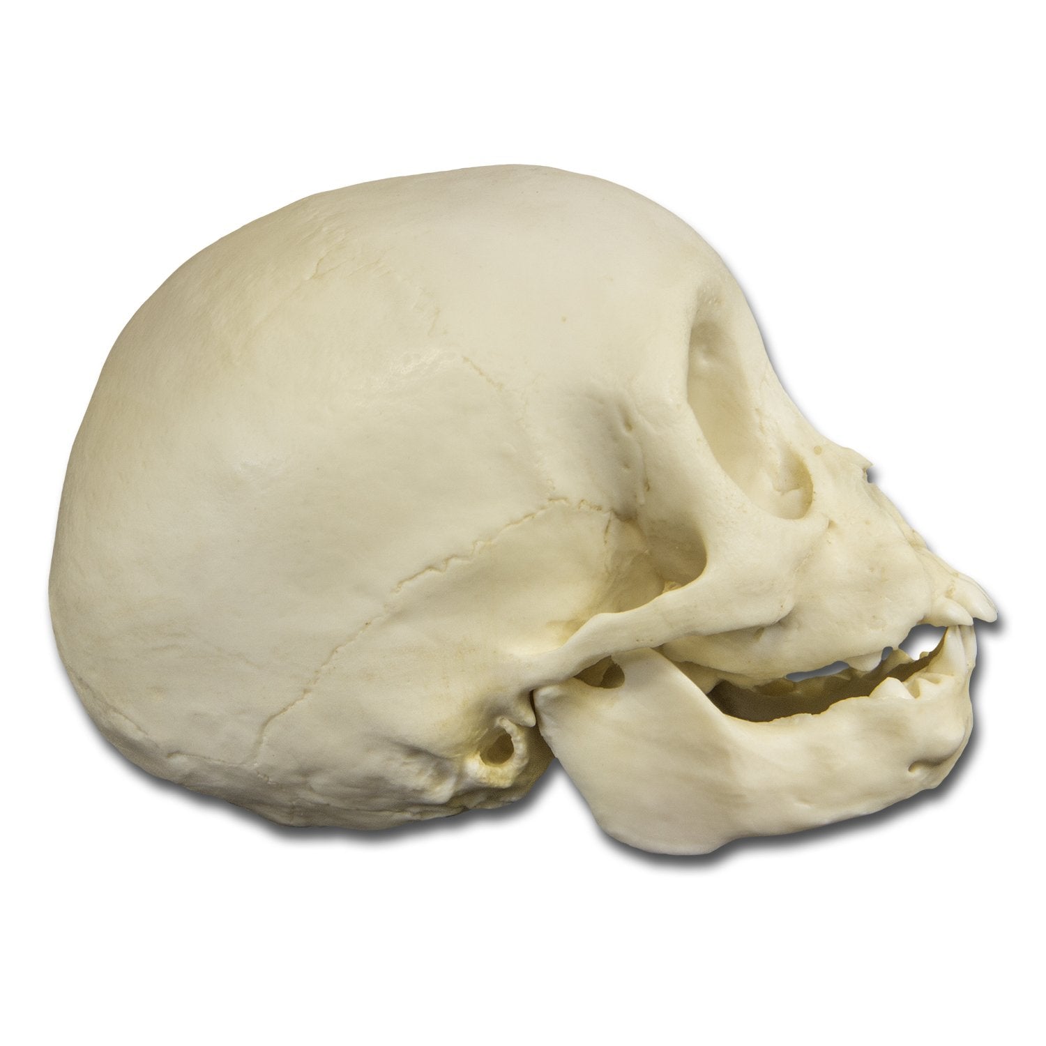 Replica Infant Lowland Gorilla Skull - 6 Months Old Lifesize Model - Perfect for Science Classrooms, Biology Studies & Animal Skull Collections