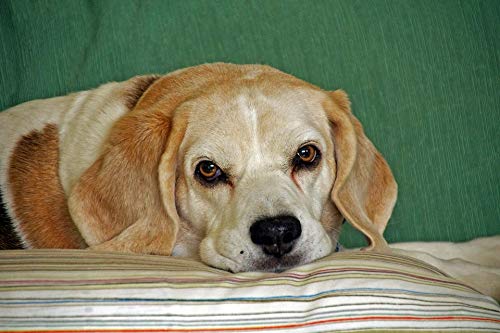 Vibrant 20x30 Inch Laminated Dog Poster - Beagle Hound Sniffing with Expressive Eyes & Ears - Perfect for Pet Lover's Home Decor, Office, or Veterinary Clinic Wall Art