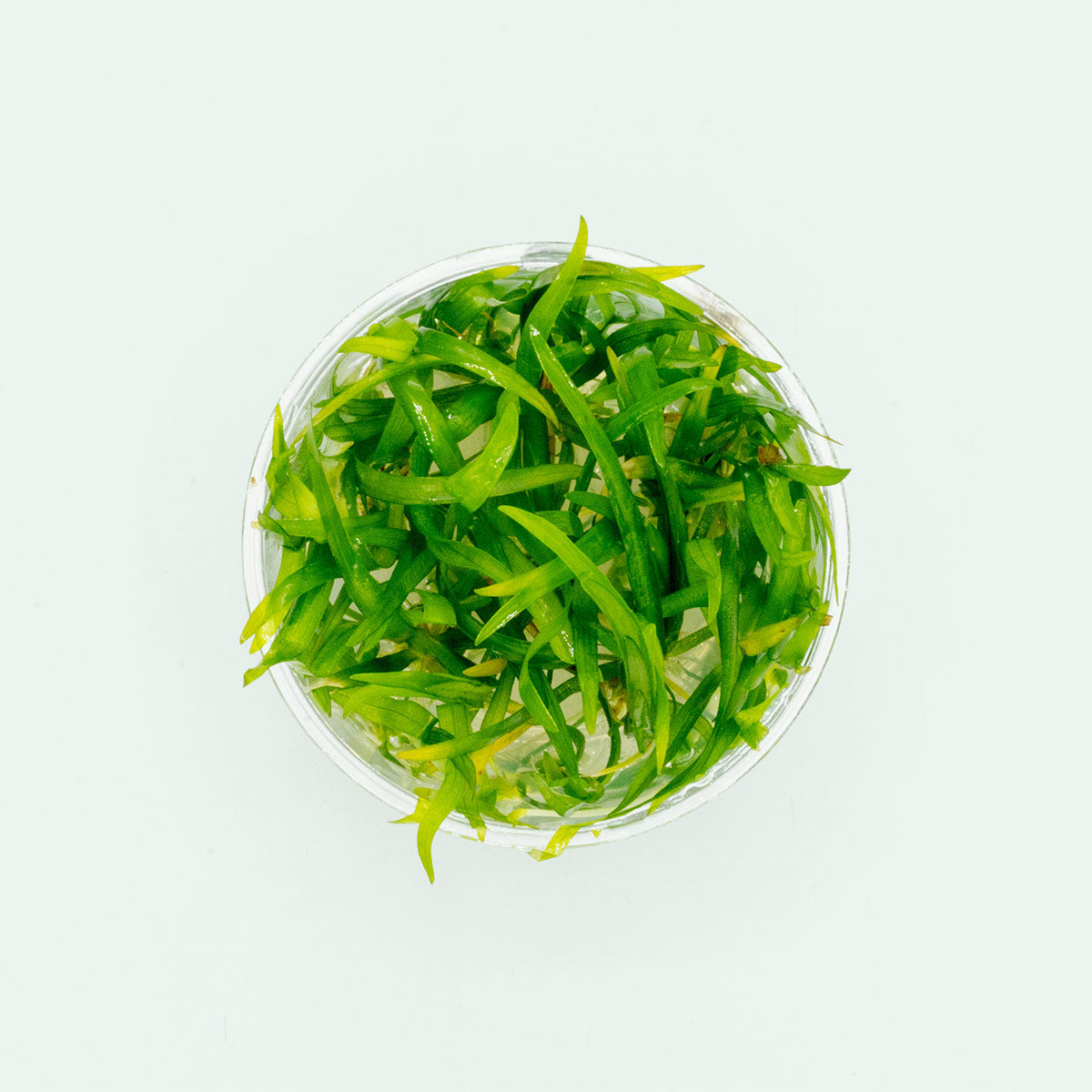 Sagittaria Subulata Aquatic Plant - Dwarf Sagittaria for Freshwater Aquariums | Perfect for Foreground Carpeting, Aquascaping & Fish Tanks