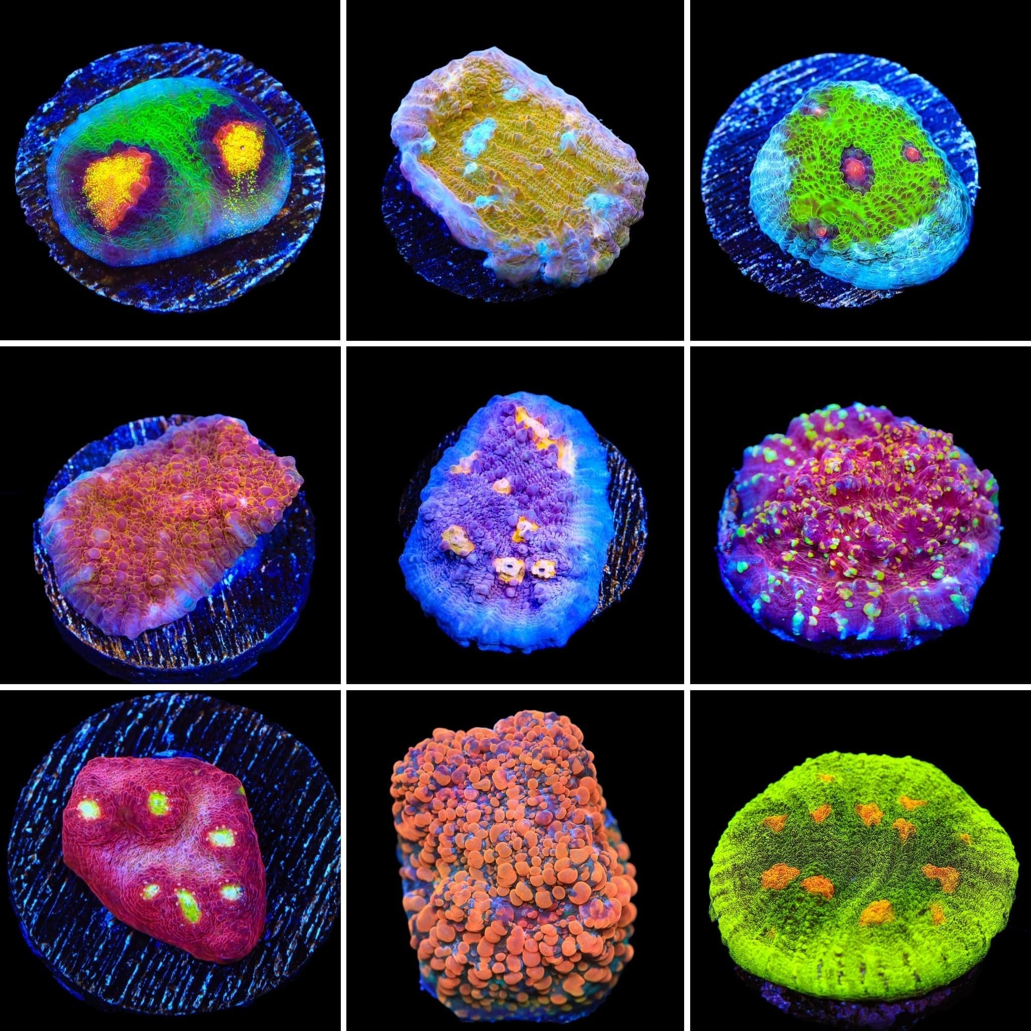 Chalice 3 Coral Frag Pack for Saltwater Aquariums - Perfect for Reef Tanks, Coral Propagation & Marine Aquascaping