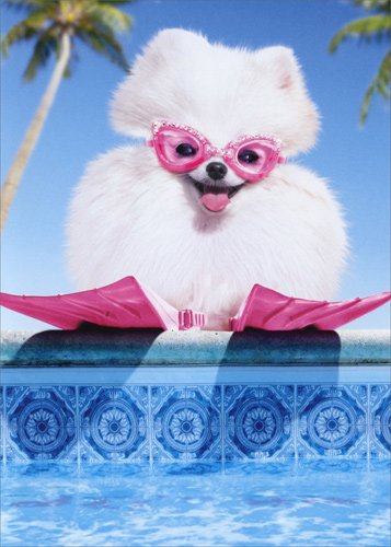Funny Pomeranian Birthday Card with Fluffy Dog in Swim Goggles - Perfect for Dog Lovers & Humor Gifts - Great for Birthdays, Parties & Special Occasions