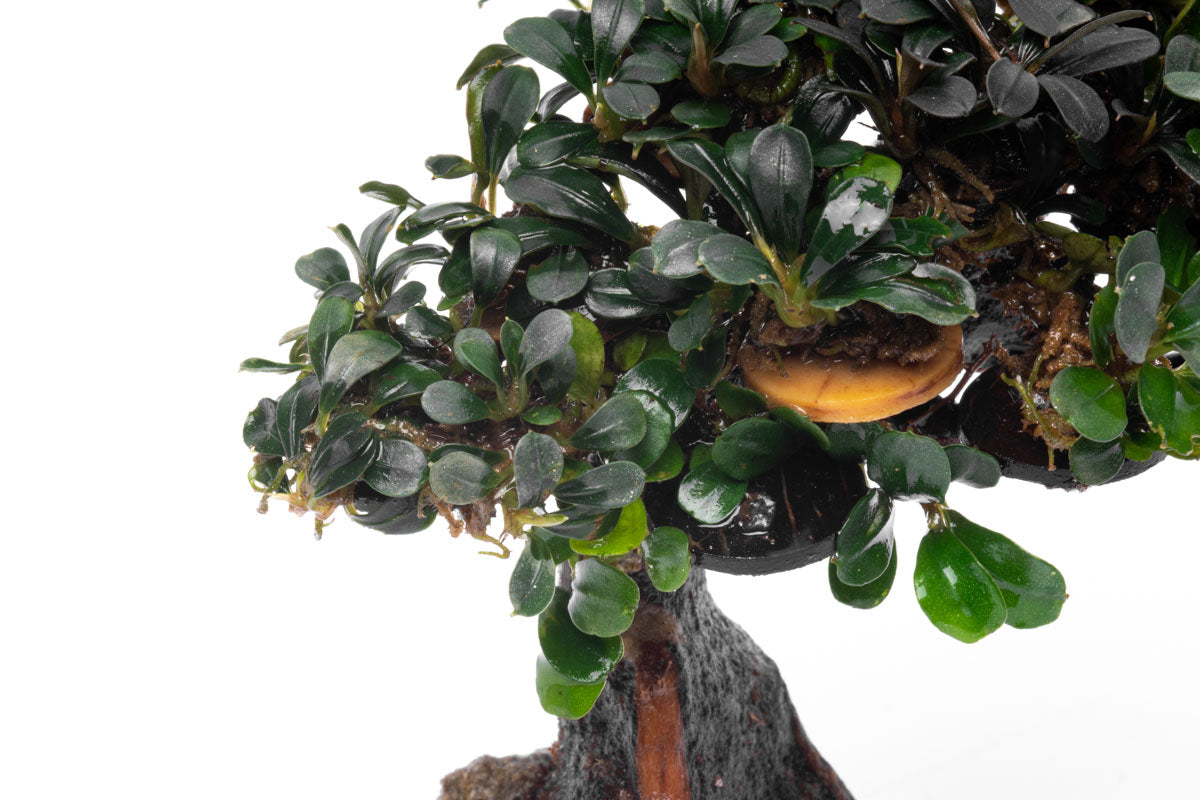 Bucephalandra Bonsai Tree - Live Aquatic Plant for Aquascaping | Perfect for Fish Tanks, Aquariums & Terrariums | Low Maintenance Freshwater Plant Decor