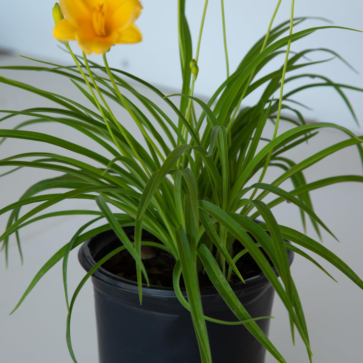 Stella De Oro Daylily Perennial Plant - 2.5 Quart Pot, Yellow Reblooming Flowers, Full Sun Outdoor Garden Plant - Perfect for Landscaping, Borders & Container Gardening