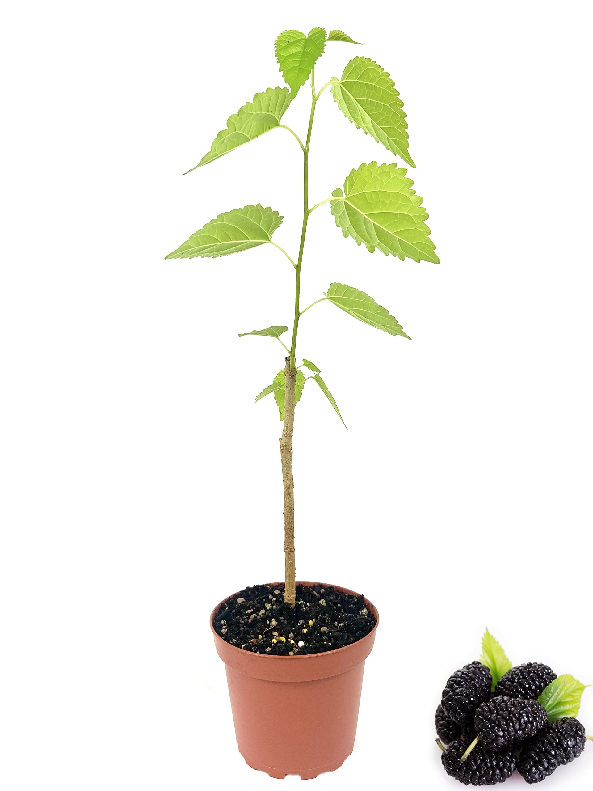 Everbearing Mulberry Tree - 5 Live Plants in 4 Inch Pots - Sweet Edible Fruit Tree for Patio, Garden & Backyard - Perfect for Home Gardening, Landscaping & Fresh Fruit Harvesting