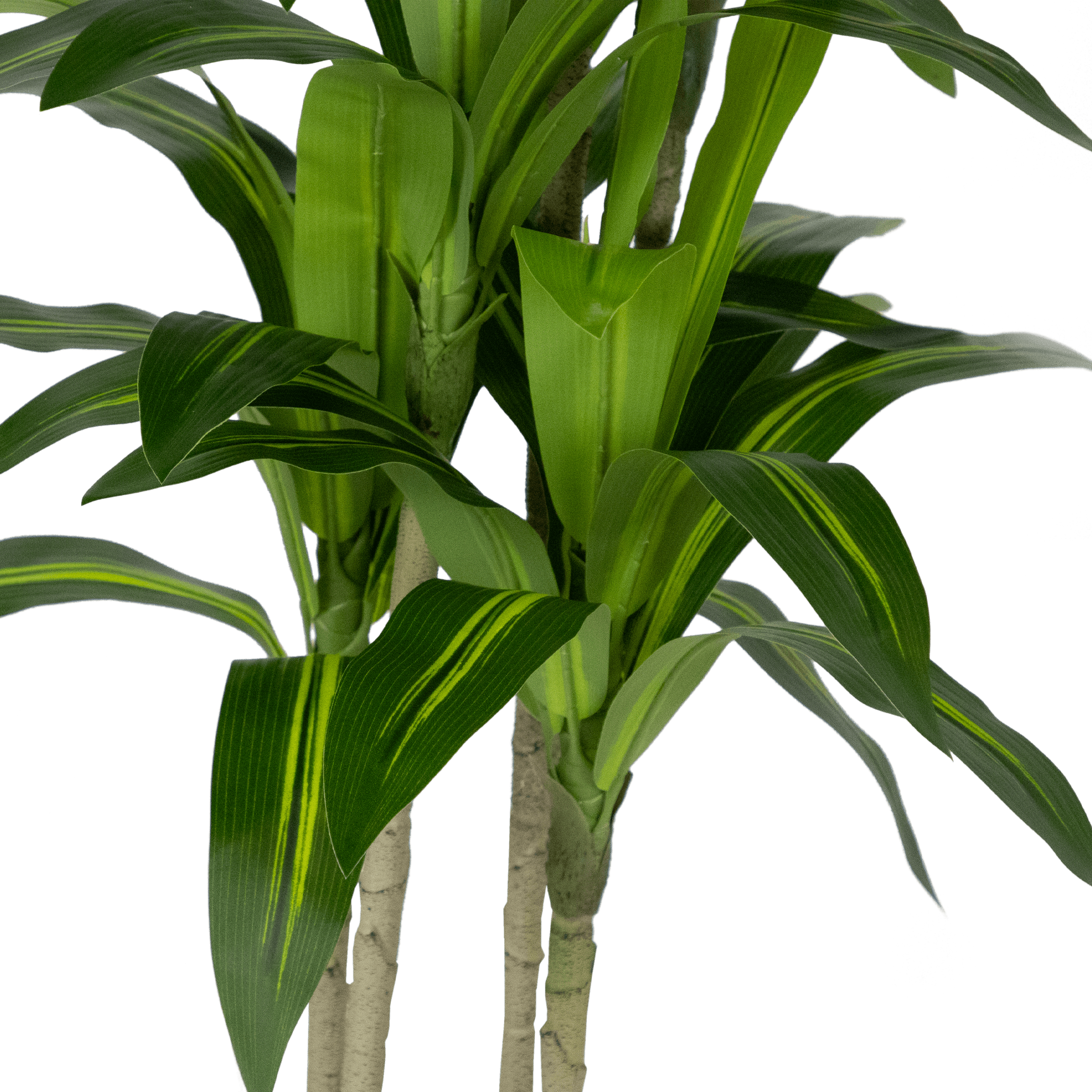 Dracaena Plant 100cm - Tall Indoor Houseplant for Home & Office Decor - Perfect for Living Room, Bedroom, or Workspace