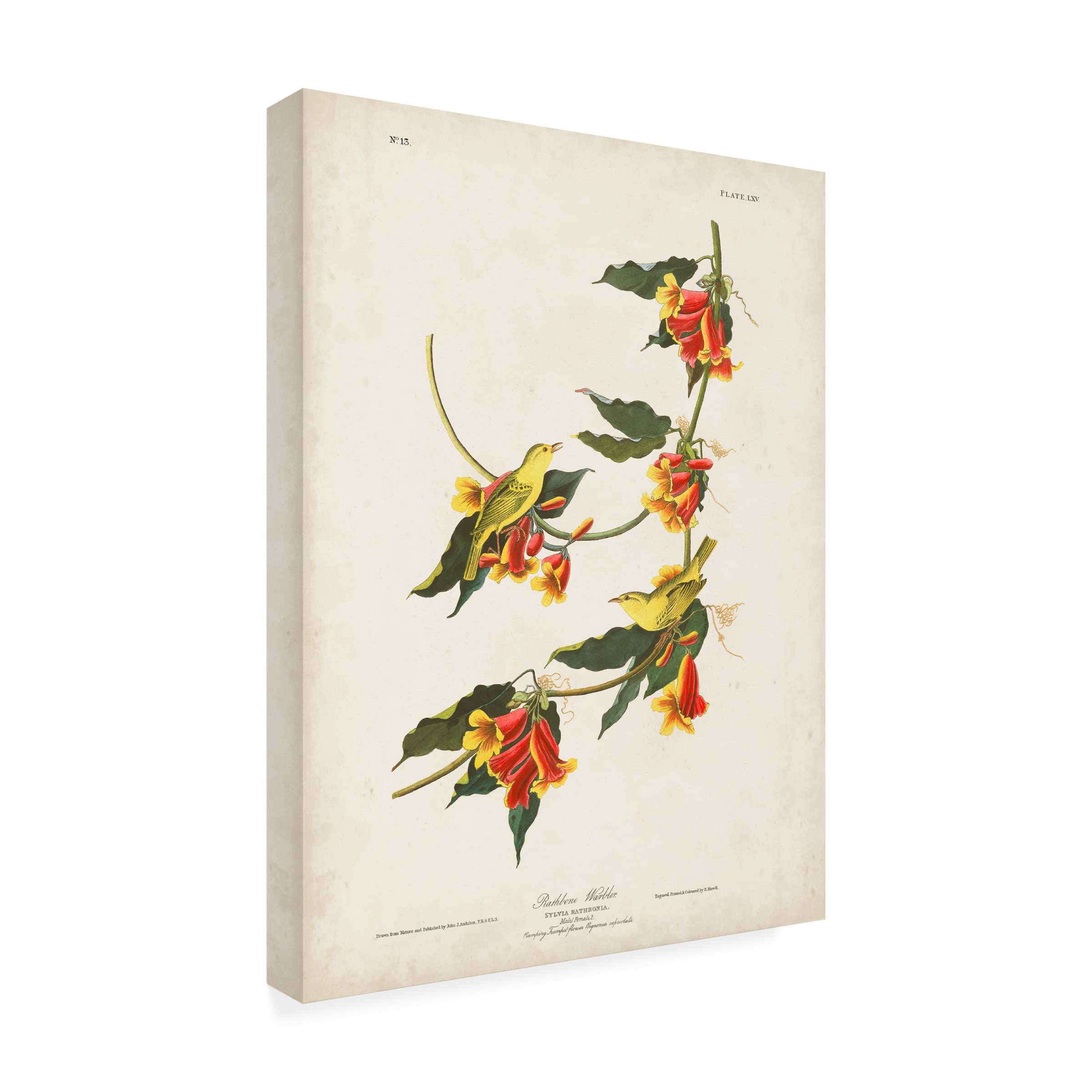 John James Audubon 'Rathbone Warbler' Canvas Art Print - 24x32 Inches - Premium Wall Decor for Living Room, Bedroom & Office - Trademark Fine Art Collection