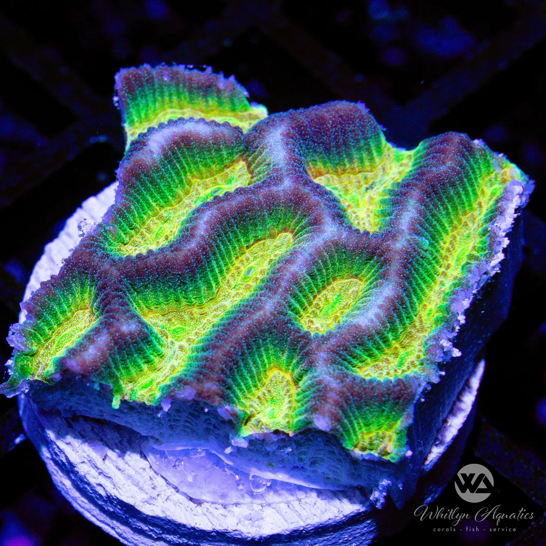A20 WA Oilslick Platygyra Coral - Premium WYSIWYG Saltwater Aquarium Coral for Reef Tanks & Marine Aquascaping
